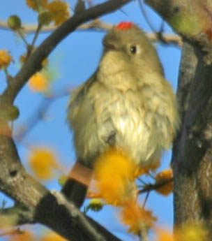 Ruby Crowned Kinglet