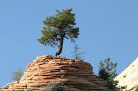 Tree in natural planter At east side of Zion National park, I think.