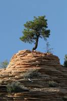Tree in natural planter At east side of Zion National Park, I think.
