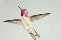 Annas hummingbird Calypte anna