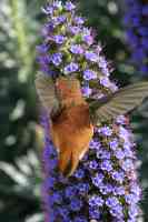 Rufous humminbird Selasphorus rufus