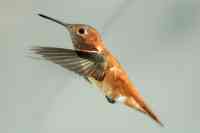 Rufous hummingbird Selasphorus rufus