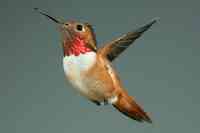 Rufous humminbird Selasphorus rufus