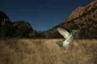 Magnificent hummingbird Eugenes fulgens