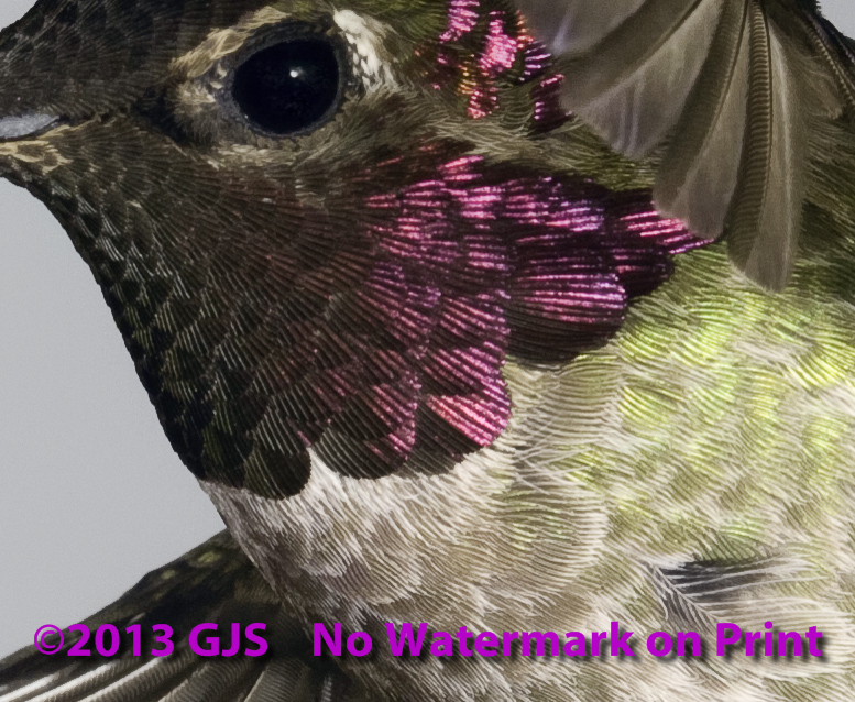 Anna's Hummingbird Anna's Hummingbird Photo