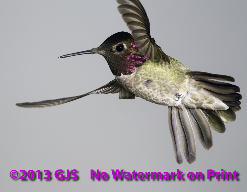 Anna's Hummingbird Photo