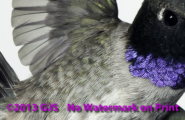 Quick Violet Black-Chinned Hummingbird Photo