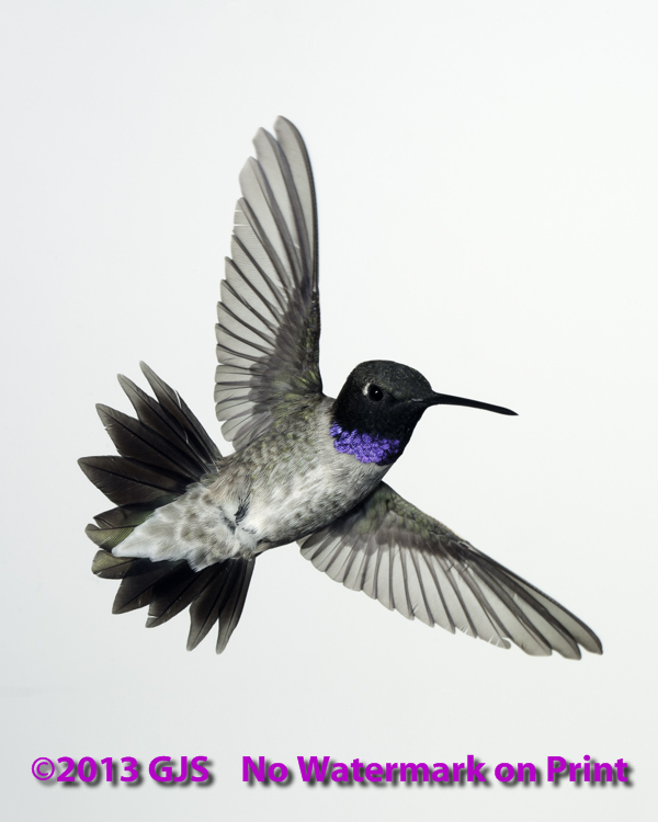 Black-Chinned Hummingbird Photo