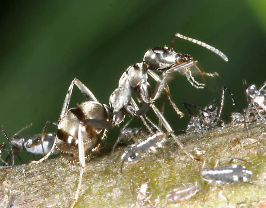 Ant eating aphid, maybe.