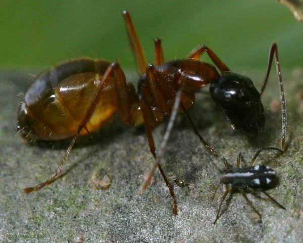 4311 Ant toughing aphid with feeler.