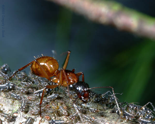 4328 Ant and Aphids