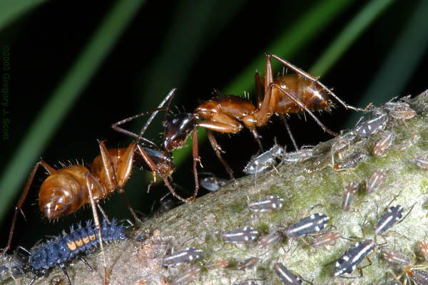 4400 Aphid Ranchers Howdy