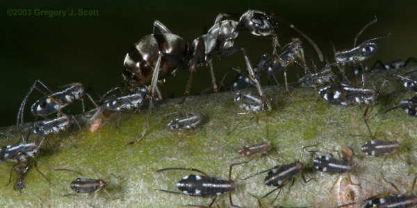 Dark Ant
