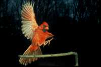 male cardinal 