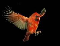 male cardinal 