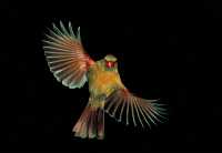 female cardinal 