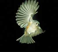 tufted titmouse 