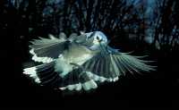 Blue Jay 