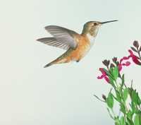 male rufous hummingbird 