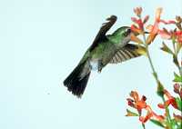 female broadbill hummingbird 