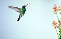 male broadbill hummingbird 