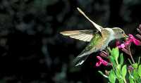 female ? hummingbird 