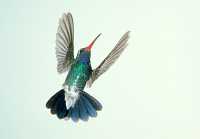 male broadbill hummingbird 