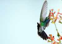 male broadbill hummingbird 