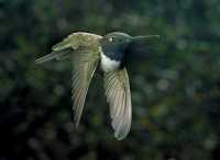 male black-chinned hummingbird 