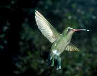 female broadbill hummingbird 