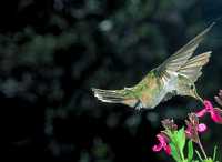 female ?? hummingbird 