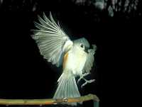 tufted titmouse 