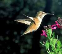 male rufous hummingbird 