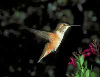 male rufous hummingbird 