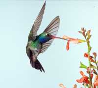 male broadbill hummingbird 