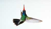 male broadbill hummingbird 