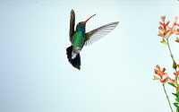 male broadbill hummingbird 