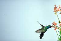 male broadbill hummingbird 