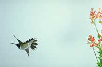 male black-chinned hummingbird 