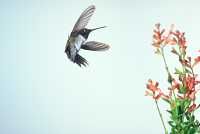 male black-chinned hummingbird 