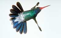 male broadbill hummingbird 