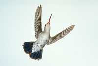female broadbill hummingbird 