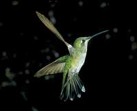 female ??? hummingbird 