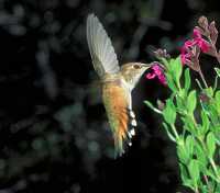 female_rufous_hummingbird or posssibly immature