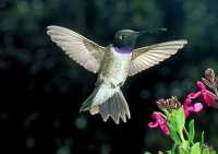 male black-chinned hummingbird 