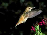 female rufous hummingbird 