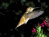 female rufous hummingbird 