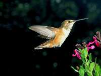 female rufous hummingbird 