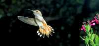 female rufous hummingbird 