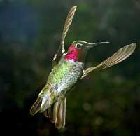 male annas hummingbird (I think.)